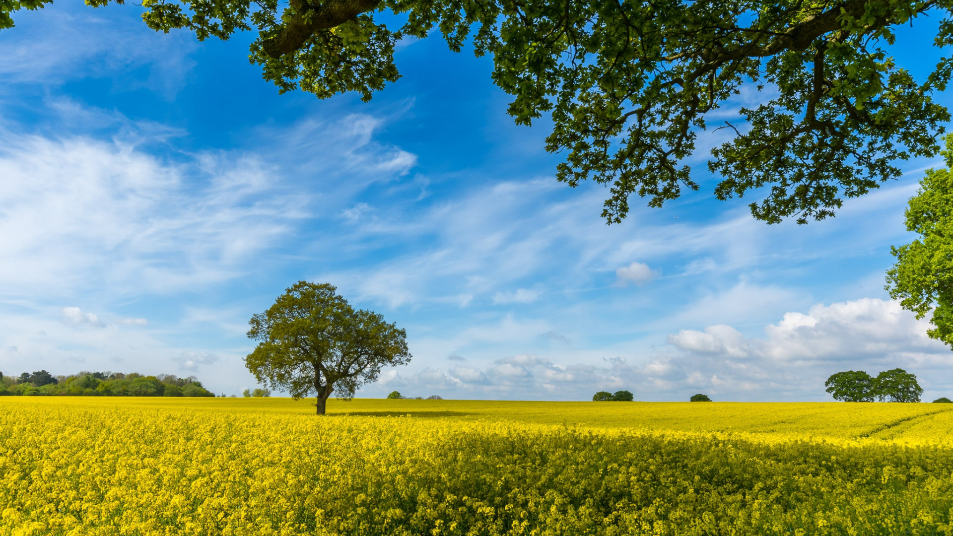 angliia-pole-raps-derevo-vetki-nebo